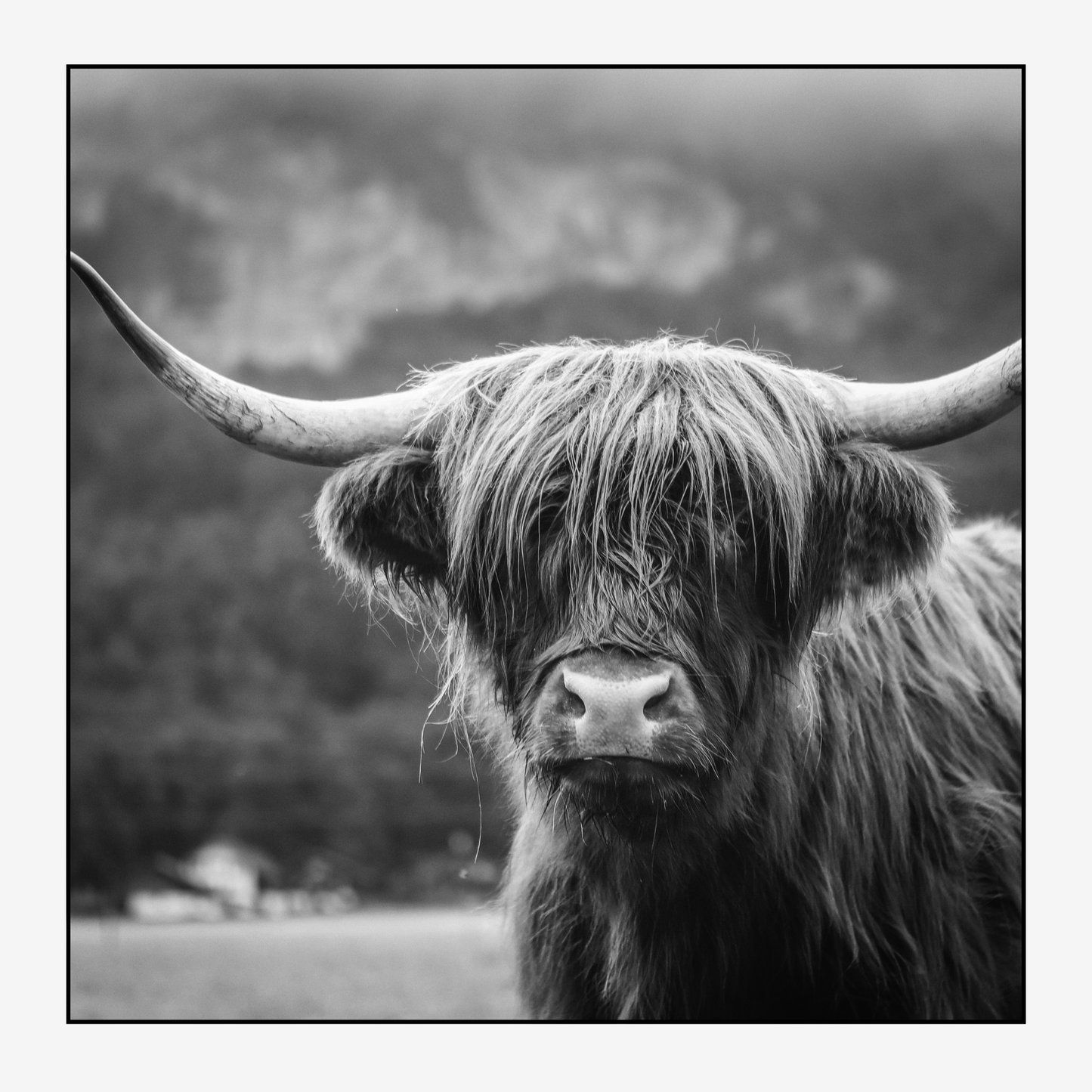 Highland Cow Magnet