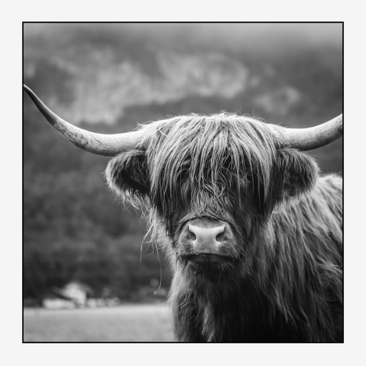 Highland Cow Magnet