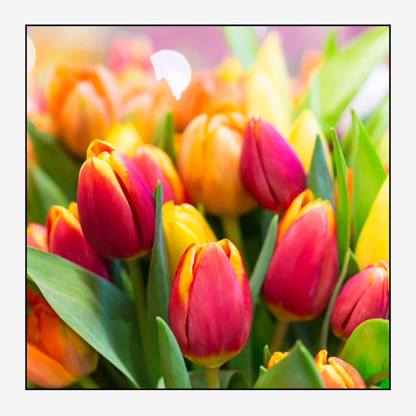 Tulips Magnet